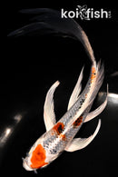 6" KUJAKU BUTTTERFLY