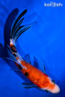 5.5" GINRIN SANKE BUTTERFLY