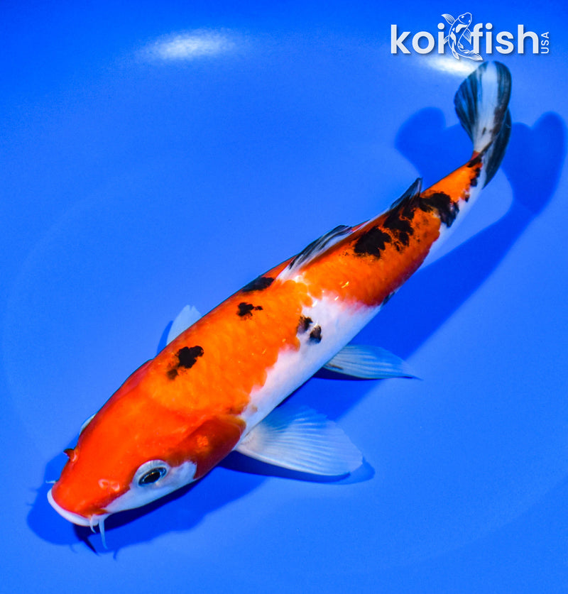 8" SANKE