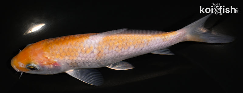 5.75" OCHIBA SHIGURE