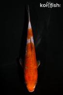 4.5" DOITSU OCHIBA SHIGURE