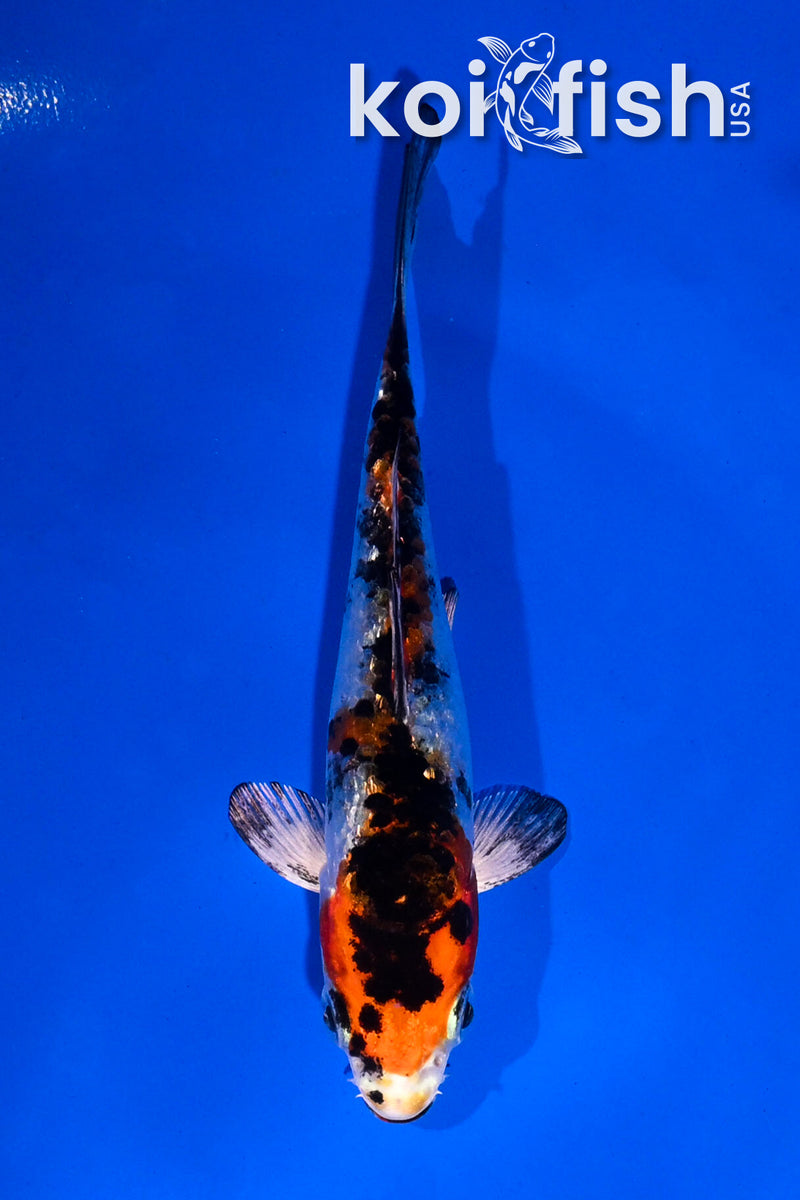 4" GINRIN YAMATO NISHIKI