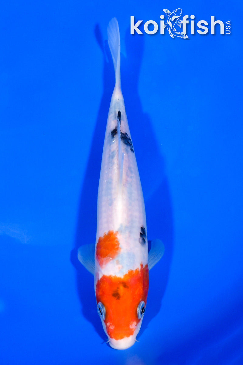 7" SANKE