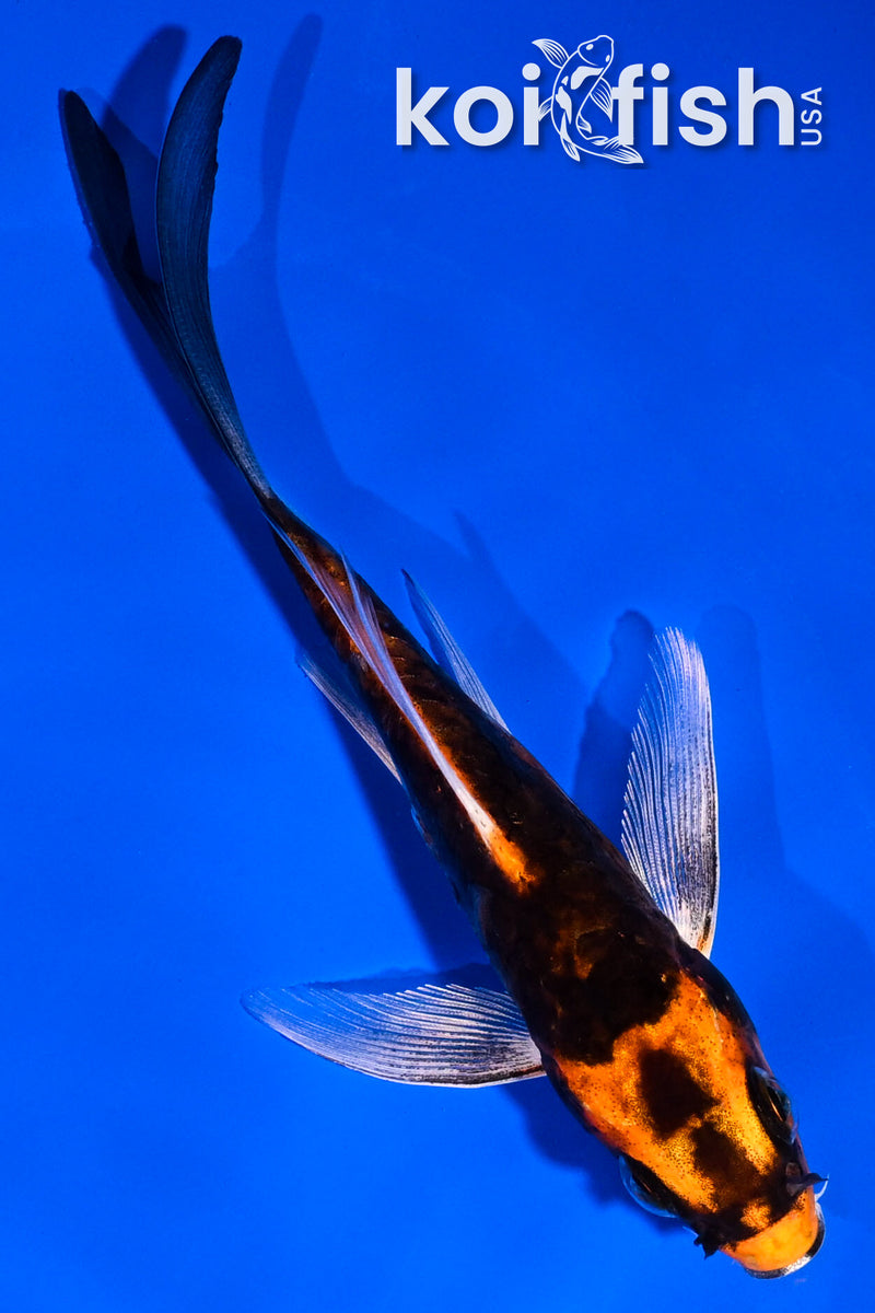 4.5" ARAGOKE BENI KIKOKURYU