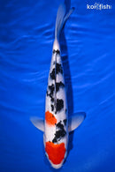 11.75" MARUTEN SANKE