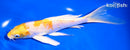 7.75" LEMON HARIWAKE BUTTERFLY