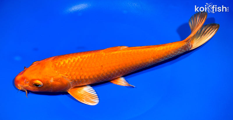 11.25" ORENJI OGON