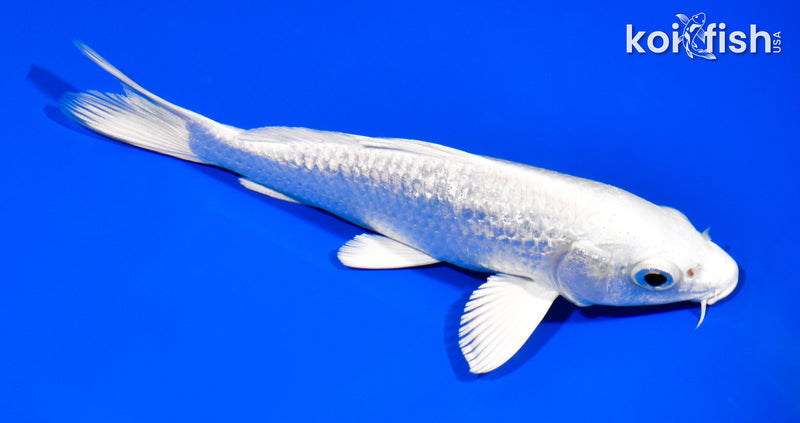 5.75" GINRIN PLATINUM OGON