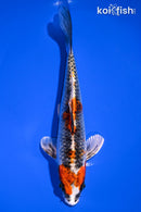 7.25" KUJAKU