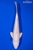 7.5" PLATINUM OGON