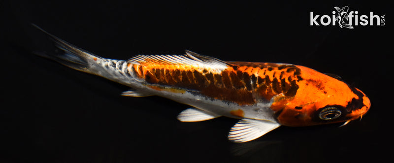 5.25" BENI KIKOKURYU