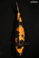12" KIN HI UTSURI