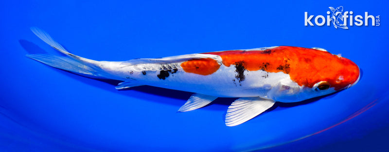 7.75" HEISEI NISHIKI