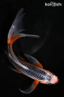 6.75" HI ASAGI BUTTERFLY