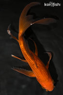 9" CHAGOI BUTTERFLY