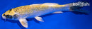 7.25" KIN KI MATSUBA