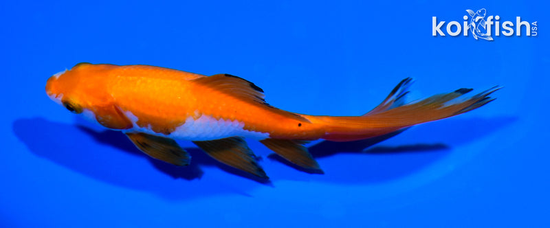 5.5" WAKIN GOLDFISH