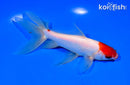 5.75" KUCHIBENI MARUTEN WATONAI GOLDFISH