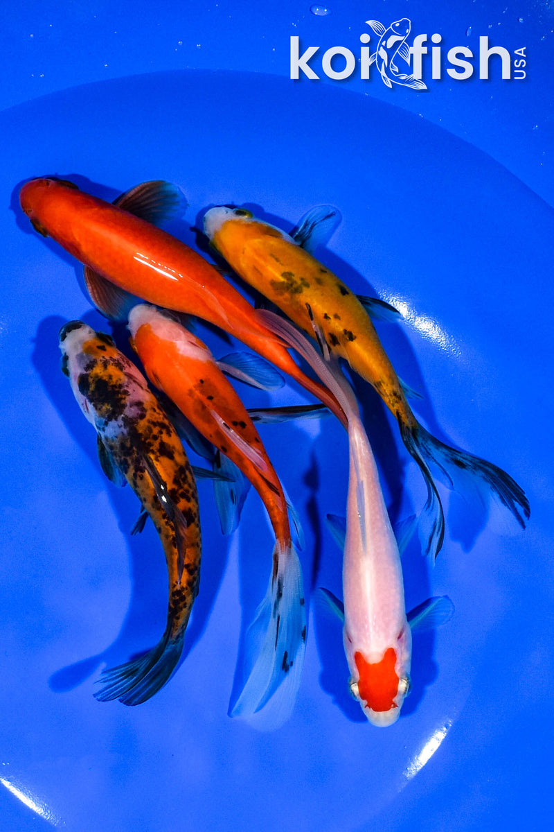 PACK OF (5) 4.75"-5" ASSORTED GOLDFISH