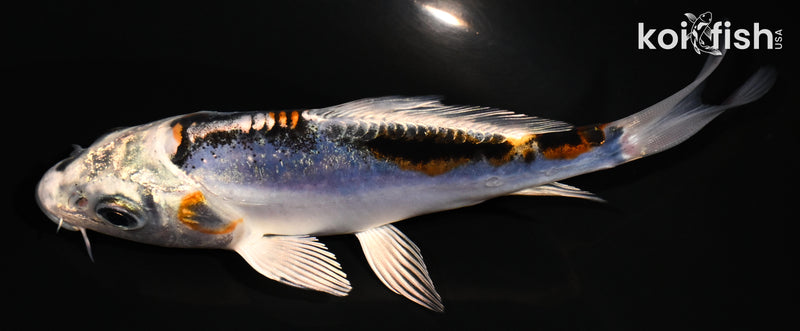 4.25" BENI KIKOKURYU