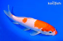 7.25" KOHAKU