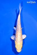 5" GINRIN ARAGOKE YAMABUKI OGON