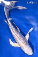 9.5" DOITSU LEMON HARIWAKE BUTTERFLY