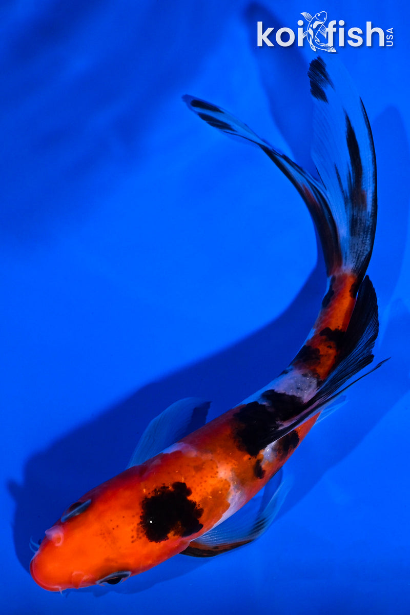 5.75" SANKE BUTTERFLY