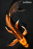 9.25" KIN ORENJI MATSUBA BUTTERFLY
