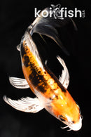 7" HEISEI NISHIKI BUTTERFLY