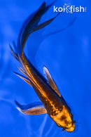 5.25" BENI KIKOKURYU BUTTERFLY