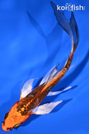 5.75" BENI KIKOKURYU BUTTERFLY