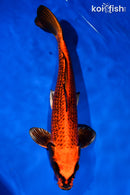 15.5" ORENJI MATSUBA