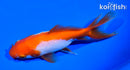 5.25" WAKIN GOLDFISH