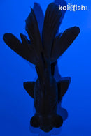 5" BLACK MOOR GOLDFISH