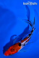 5.25" GINRIN SANKE BUTTERFLY