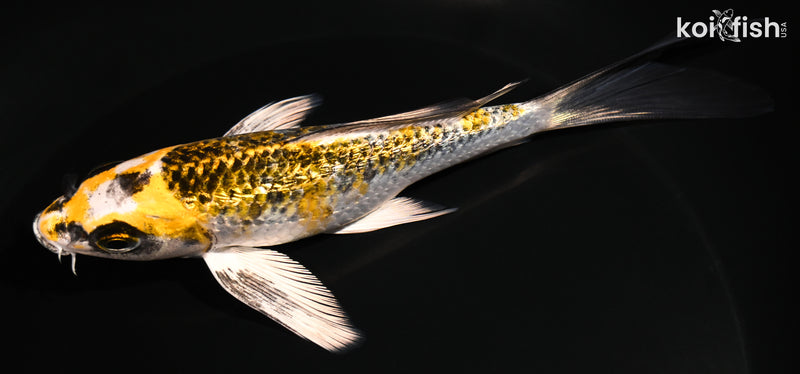 5.75" GINRIN KUJAKU BUTTERFLY