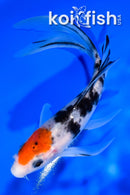 6" SANKE BUTTERFLY