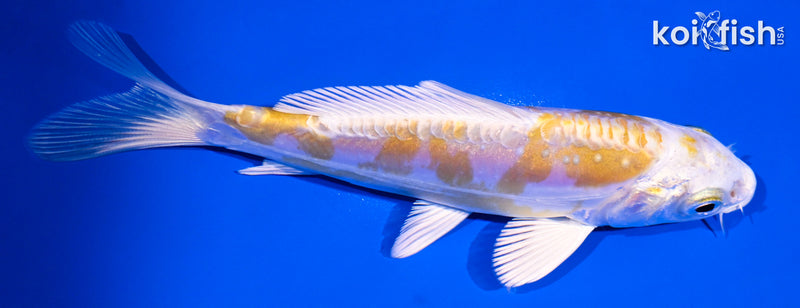 4.75" DOITSU LEMON HARIWAKE