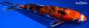 6.75" GINRIN KUCHIBENI SANKE