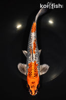 10.25" GINRIN BENI GINGA