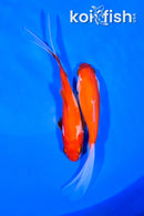 PAIR OF (2) 5" COMET GOLDFISH