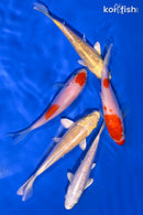 PACK OF (5) 3.75-4.25" STANDARD KOI