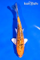 5.5" GINRIN YAMATO NISHIKI