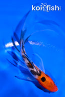4" SANKE BUTTERFLY