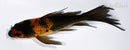 4.75" HI UTSUURI BUTTERFLY