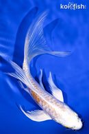 5.75" GINRIN ARAGOKE HARIWAKE BUTTERFLY