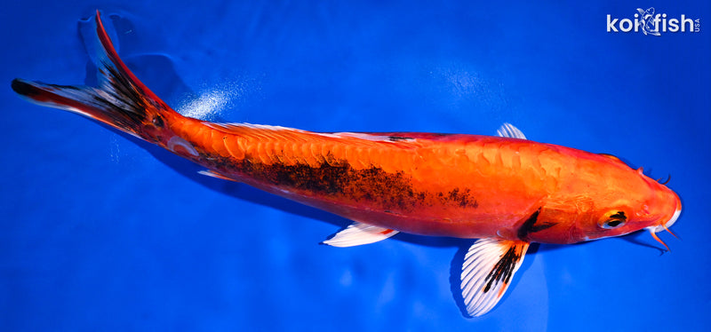 11.5" BENI KIKOKURYU