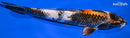 9.5" KIN SHOWA