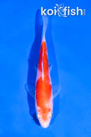 4" KOHAKU